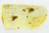 Fossil Fly, Fungus Gnat, and Phoretic Mite in Baltic Amber #315364-1
